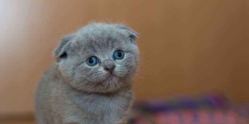 Tenencia responsable en gatos: Aprender a adoptar