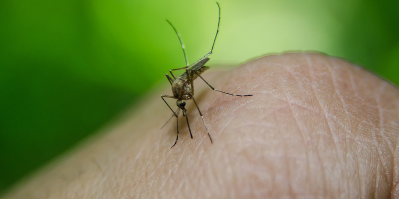 ¿Qué es la fiebre amarilla?