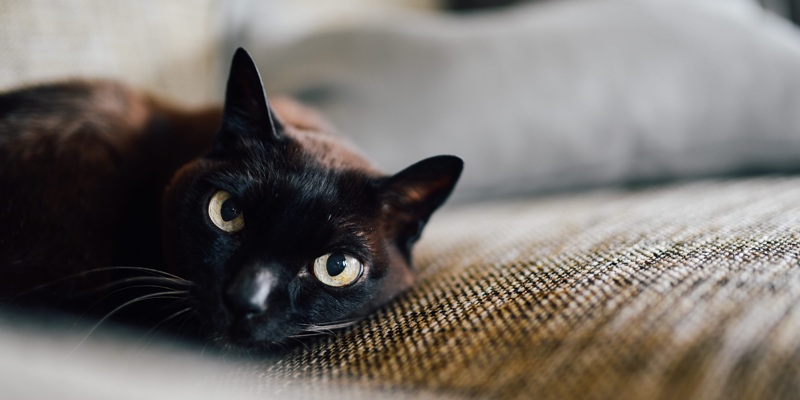 Adoptar a un gato adulto: sin duda la mejor opción