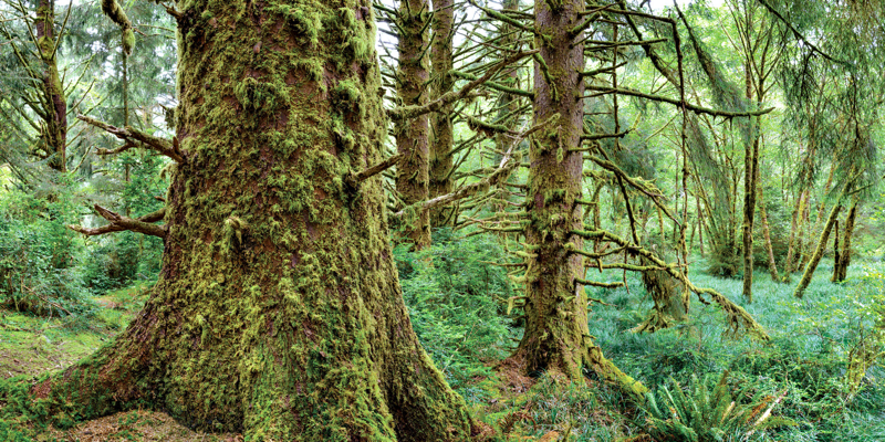 El árbol que marca una nueva era geológica planetaria