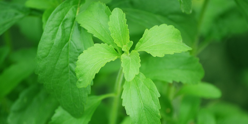 Stevia, el nuevo endulzante natural